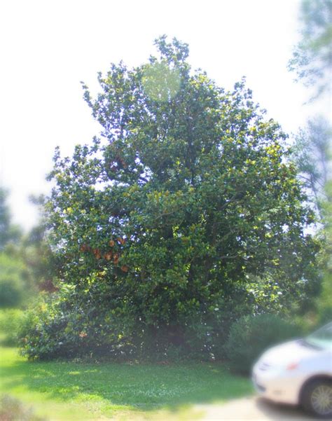 MAGNOLIA INSPIRATION – My Old Country House 