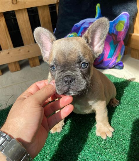 Fluffy frenchies for sale/Fluffy french Bulldogs/fluffy frenchie for sale
