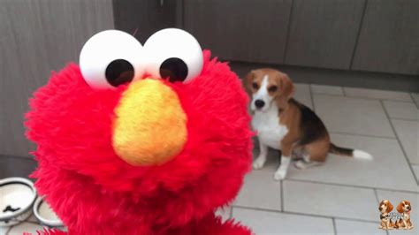 Elmo Helps And Sings For Funny Dogs Louie And Marie Funny Elmo