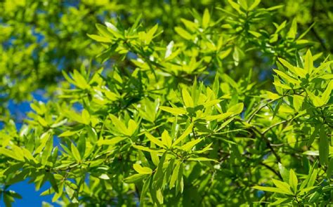 willow oak tree  sale buying growing guide treescom
