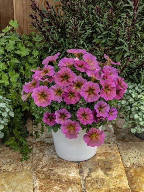 Петхоа (гибрид петунии и калибрахоа): сорта с фото, выращивание ...