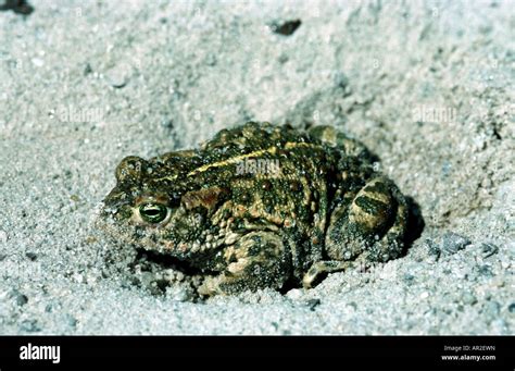 Natterjack Toad Natterjack British Toad Bufo Calamita Sitting