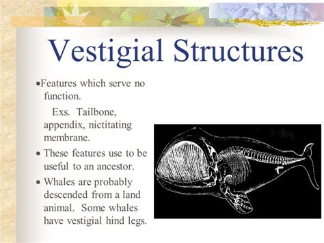 Vestigial Structures Definition Biology