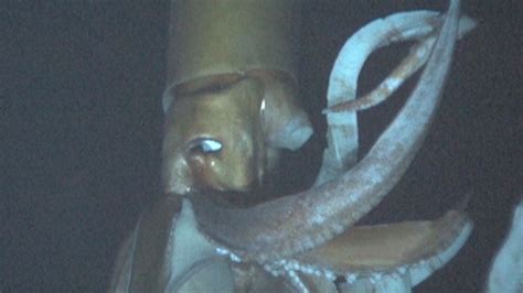 Giant squid caught on tape for first time in natural habitat| Latest News Videos | Fox News