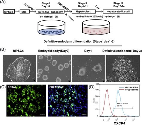 Three Dimensional Hydrogel Culture Conditions Promote The