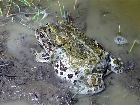 Жаба монгольская (50 фото) - красивые фото и картинки pofoto.club