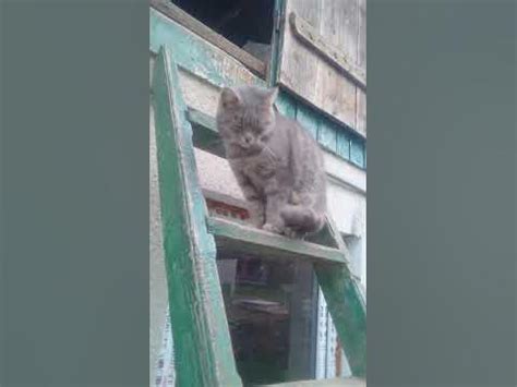 І от, що котик позіхає - YouTube