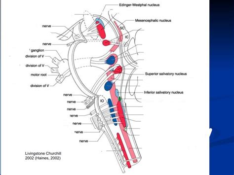 Cn Nuclei Diagram Part 1 Diagram Quizlet