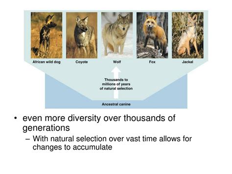 evolution change  time powerpoint
