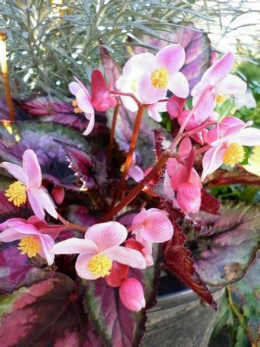 Всё о бегониях и не только...: Begonia rex 'Red Tango'