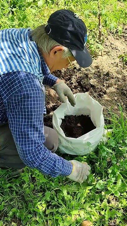 как вырастить картофель в мешке - YouTube