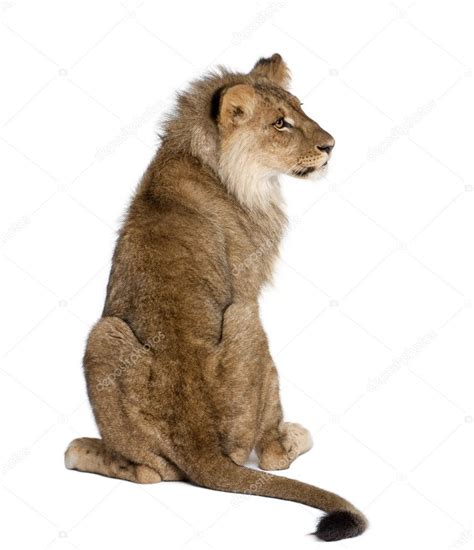 Back view of a Lion, Panthera leo, 9 months old, in front of a white background, studio shot ...