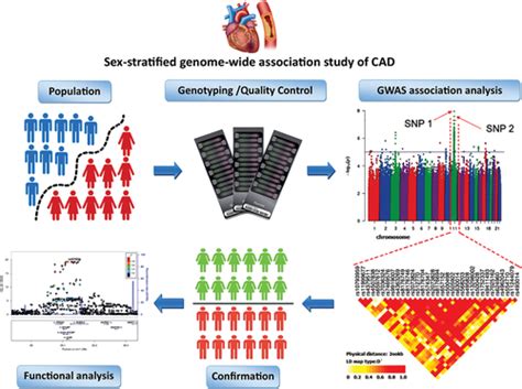 Exploring Sex Specific Genetic Architecture Of Coronary Artery Disease In Tehran A