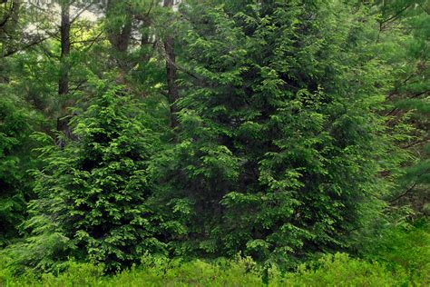 Free Images Tree Swamp Wilderness Branch Wood Meadow Green