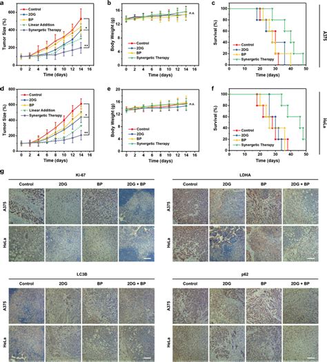 In Vivo Evaluation For Antitumor Therapy A Growth Curves Of Tumor