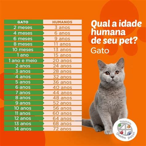 Como Calcular A Idade Do Gato - Qual a idade humana do seu pet? - Gato - Veterinária Quatro Patas