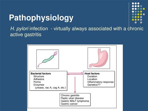 Peptic Ulcer Disease Pathophysiology