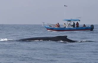 Liberación de 20 mil crías de totoaba en Baja California Sur BIG FISH