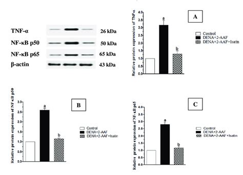 Isatin reversed DENA 2 AAF induced upregulation of TNF α A NF κB p50