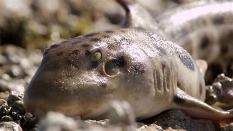 BBC One - Shark - Great white shark