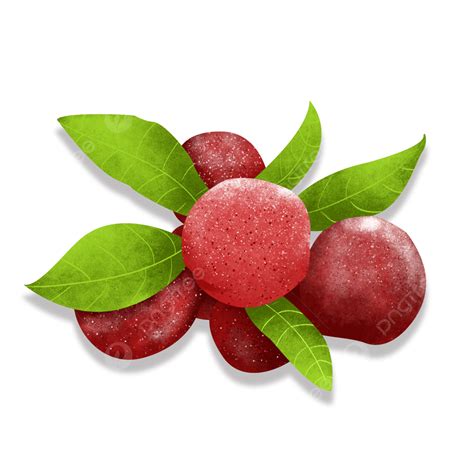 Bayberry White Transparent Fresh Natural Bayberry Element Waxberry