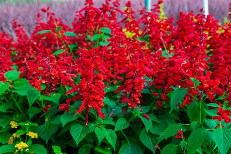 Saucy™ Red Salvia