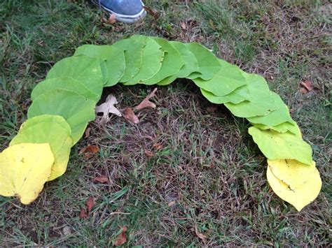 Leaves Andy Goldsworthy Leaves Vegetables