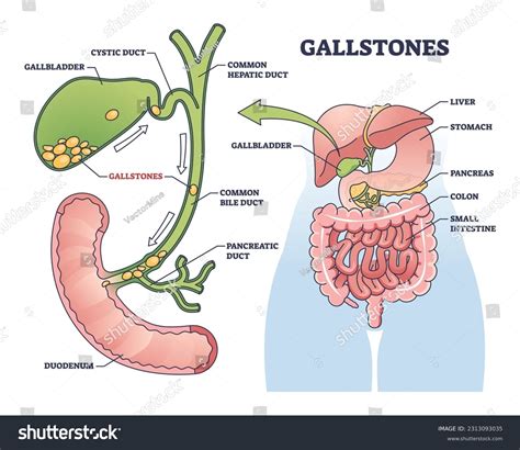 Human Liver Gallbladder Pancreas Anatomy Vector Stock Illustration Hot Sex Picture