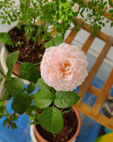 Charming Piano : r/gardening