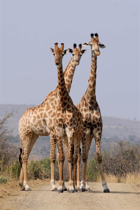 Funny Giraffes Africa Photos, Download The BEST Free Funny Giraffes ...