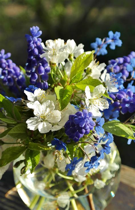 images water nature blossom white purple spring color