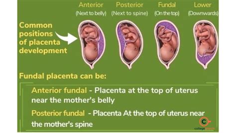 Types Of Placenta Definitions Examples Functions Purpose