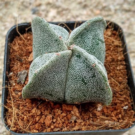 Astrophytum Myriostigma Seeds, Succulent Seeds, 100pcs/pack ...