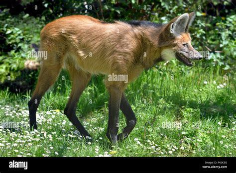 Maned Wolf Walking On Grass Stock Photo Alamy