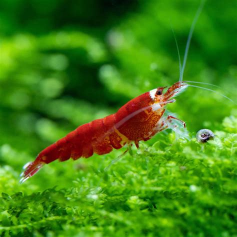 Santa Crystal Red Shrimp Planted Tank Mates
