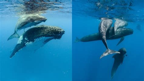 10 Facts About Whales Online Field Guide