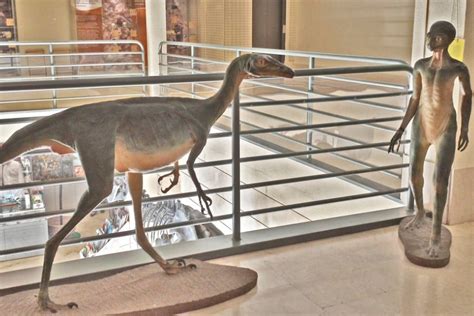 Troodon Amigos de los Dinosaurios y la Paleontología