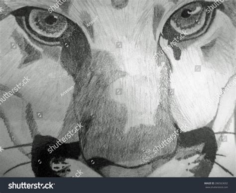 How To Draw Lion Eyes Step By Step