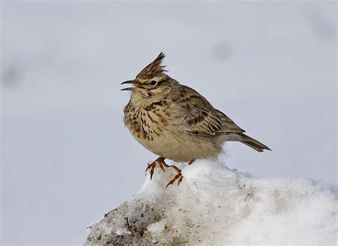 Птицы: Жаворонок (50 фото) Описание птицы. Фотографии жаворонка