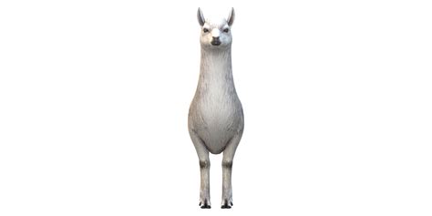 Alpaca Isolated On A Transparent Background 29162974 Png