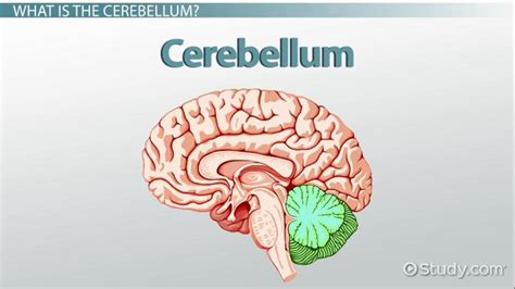 Cerebellum Anatomy And Function