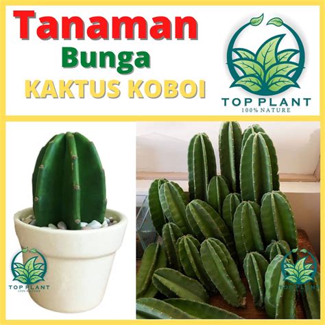 Jual Cactus Koboi Belimbing Cactus Cowboy Mini Bibit Bunga Hidup