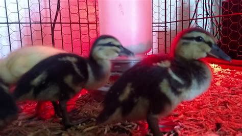 Tractor Supply Ducks 2 Weeks Old Youtube