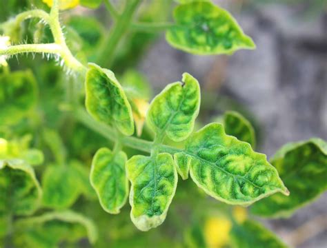 tomato leaves  curling