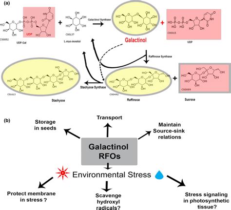 a The synthesis of galactinol, from UDP-Galactose (UDP-Gal) and ... 