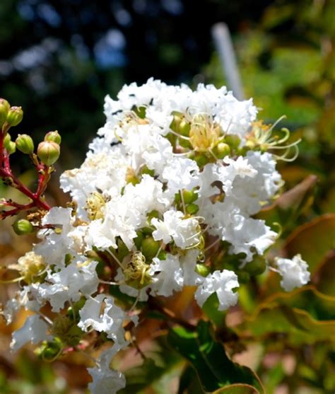 Crepe Myrtle Natchez | Lakeside Plants & Nursery