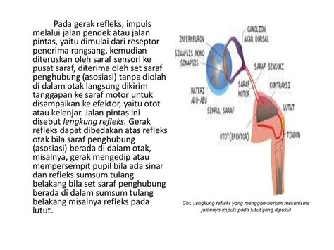 Gerak Sadar Dan Gerak Refleks