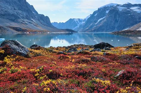332 Greenland Vegetation Stock Photos Free And Royalty Free Stock