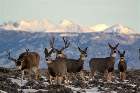 Managing Game On The Wind River Reservation