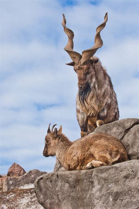 Mountain Goat with Big Horns Markhur Stands on a Rock, at Its Feet is a ...